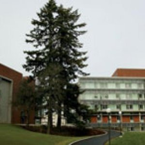 Large tree pictured with Academic West in the background.