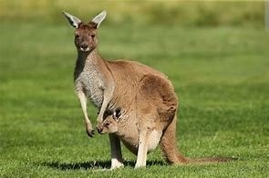 kangaroo in a green field