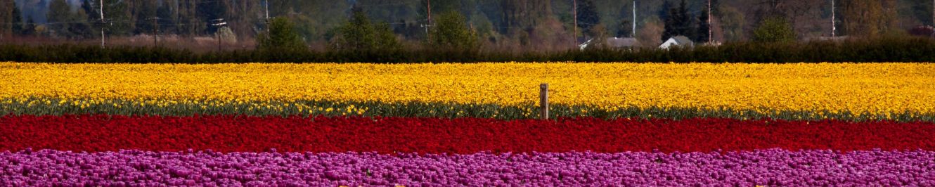 Mt Baker in the background of the tulip fields in picturesque Skagiv Valley, a regular springtime ALL excursion 
